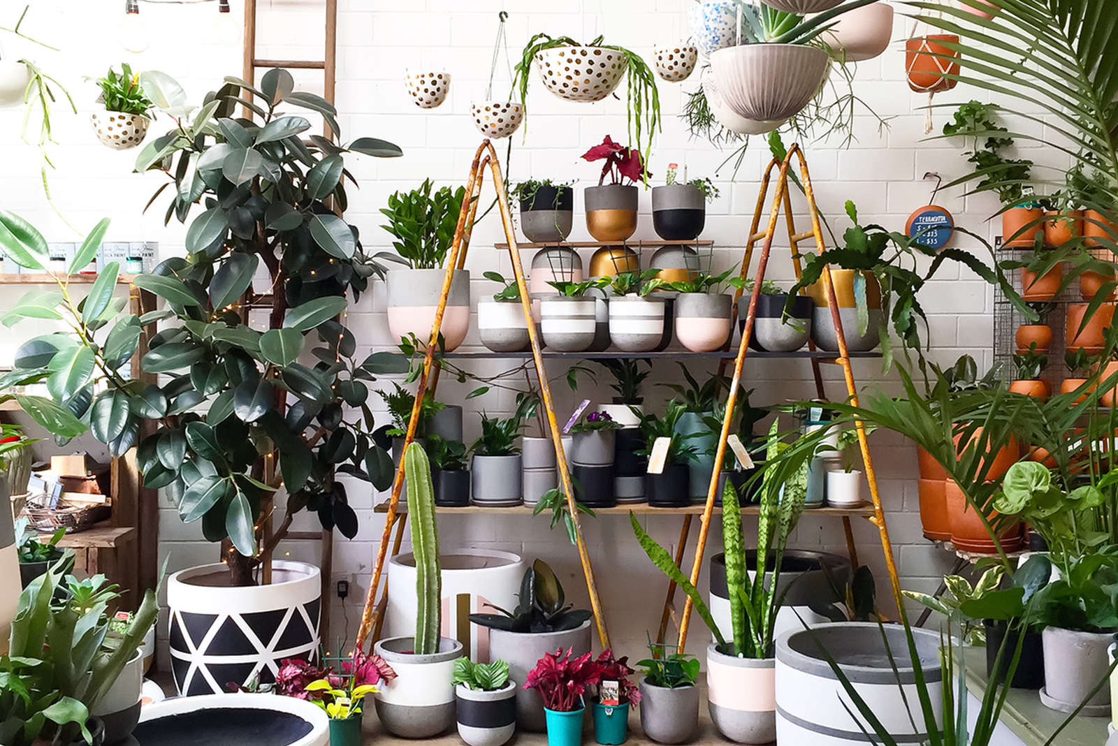 Best Indoor Plants Guaranteed To Improve Air Quality At Home